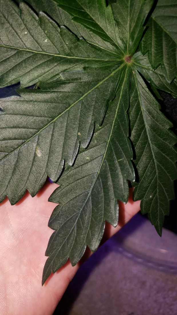 What are these spots on my leaves 4