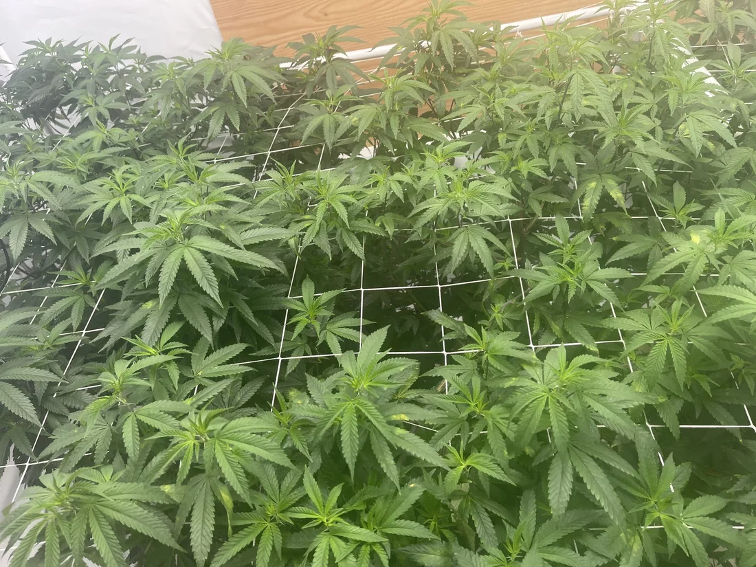 What deficiency am i dealing with help 2