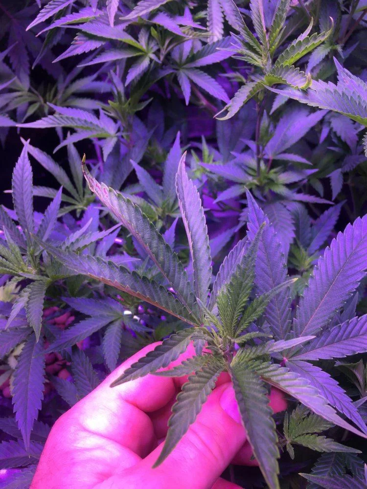 What does my plant need