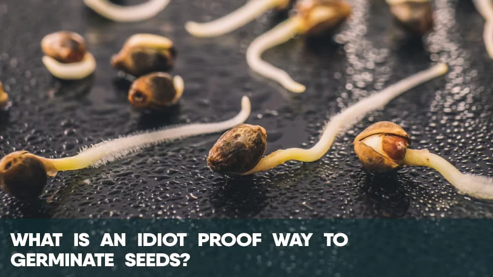 What is an idiot proof way to germinate cannabis seeds