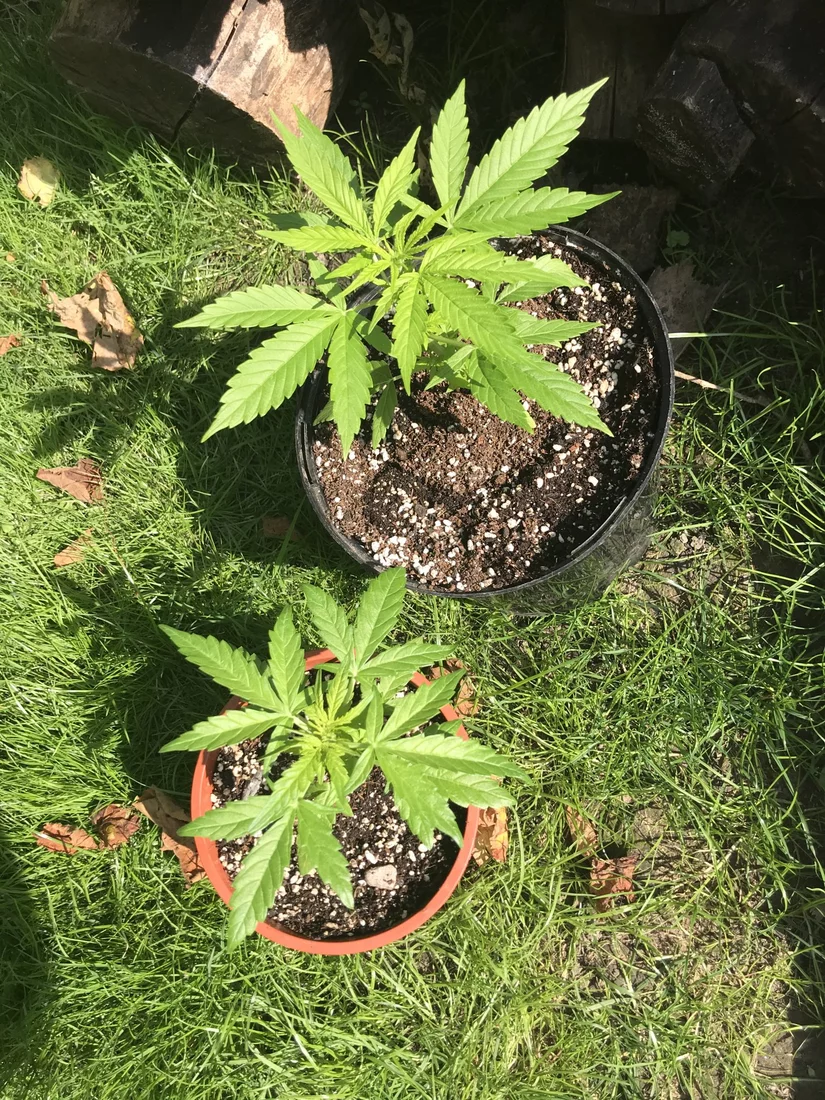 What is eating my plants  despite pesticide treatment 6