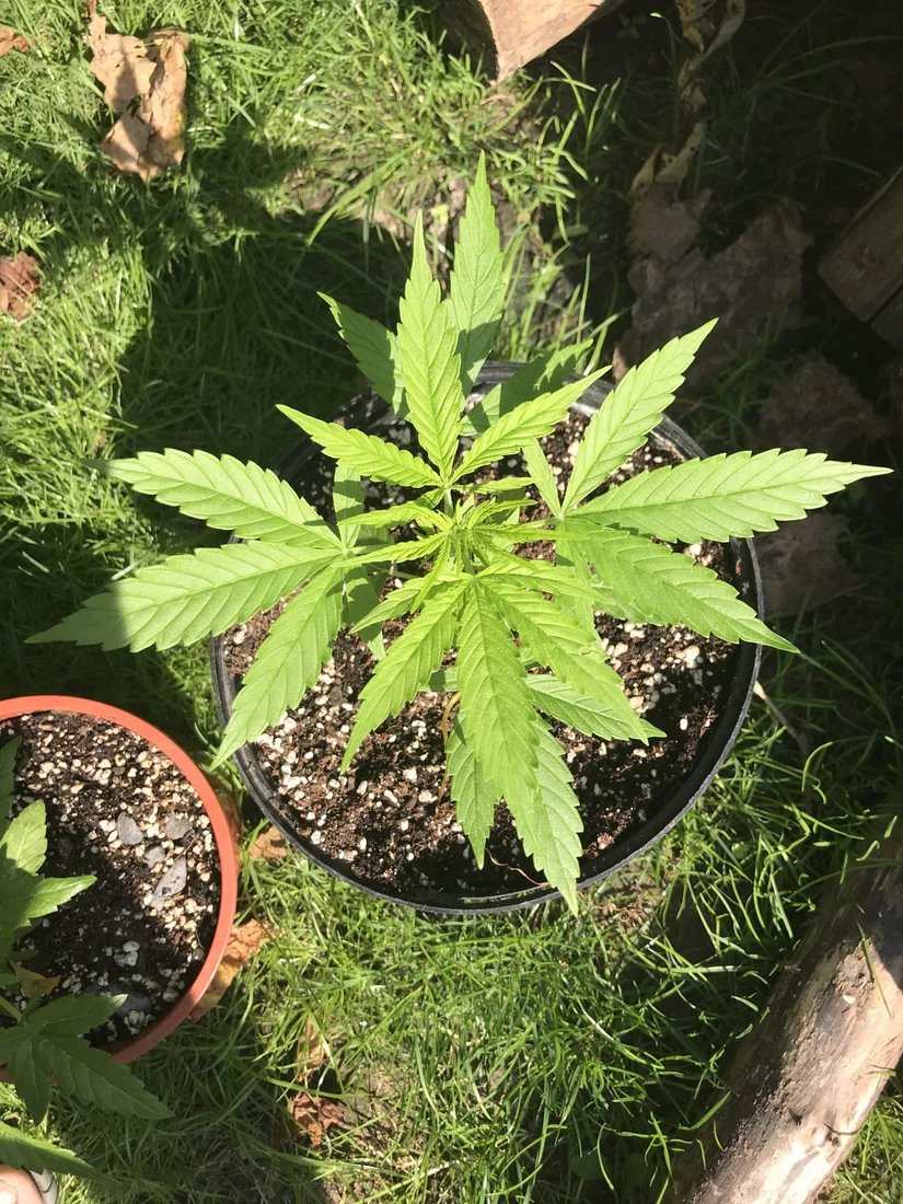 What is eating my plants  despite pesticide treatment