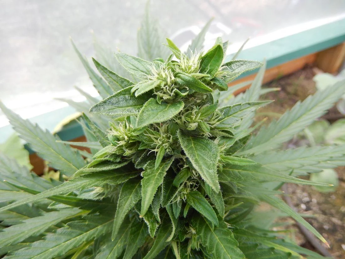 What is going on with this black domina auto 2