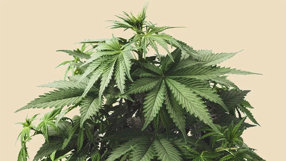 What does indica look like? Indica plant and leaves