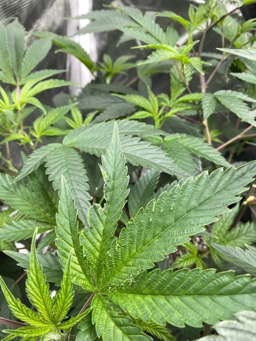 What is thishow does this happen to my leaves 4