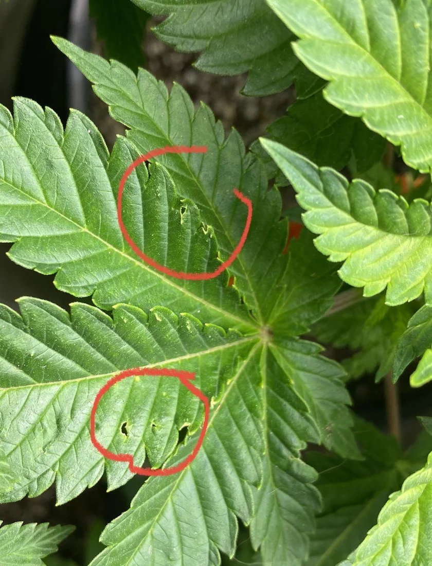 What kind of bug is hurting my plants 3
