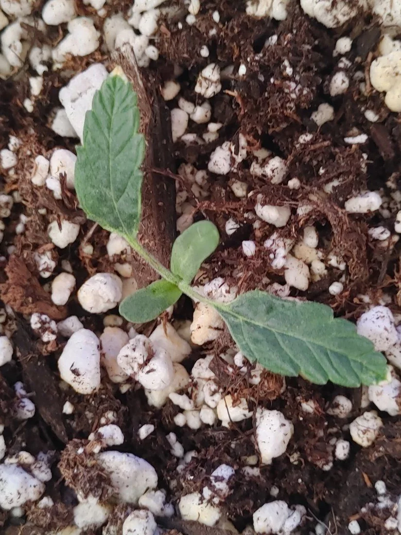 What the fk is this dumbass seedling