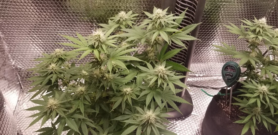 What yield can i expect