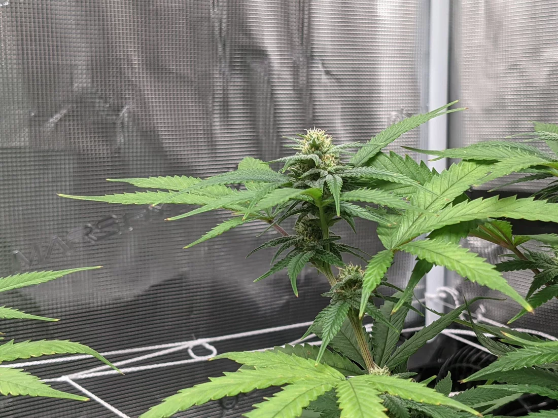 Whats going on with these plants 14