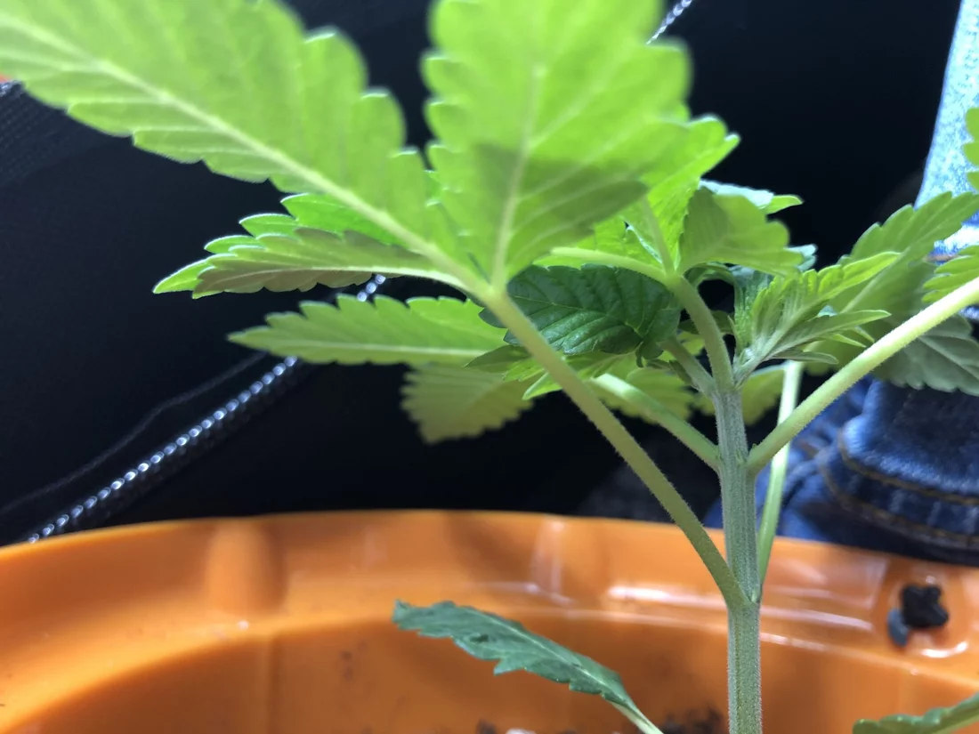Whats going on with this plant 5