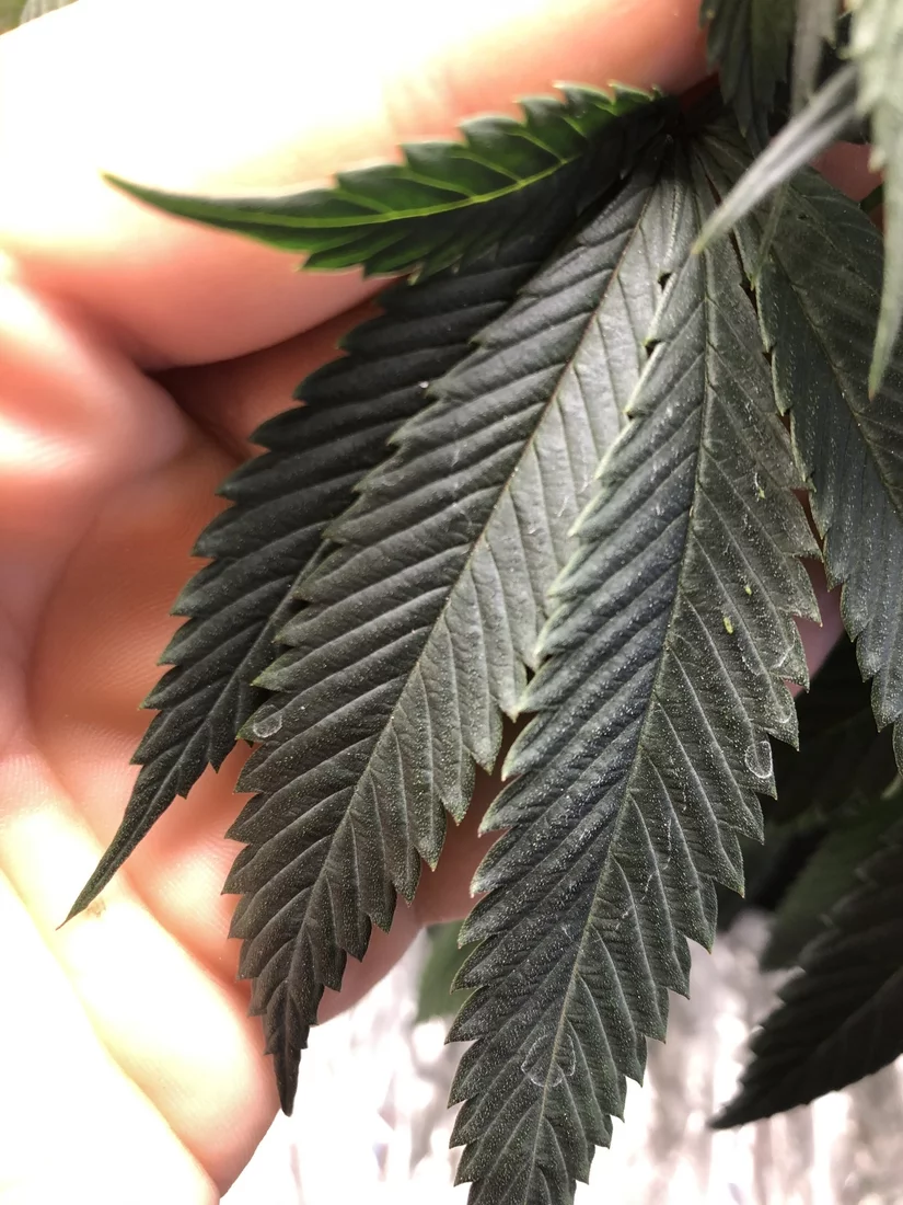 Whats on my leaves 2