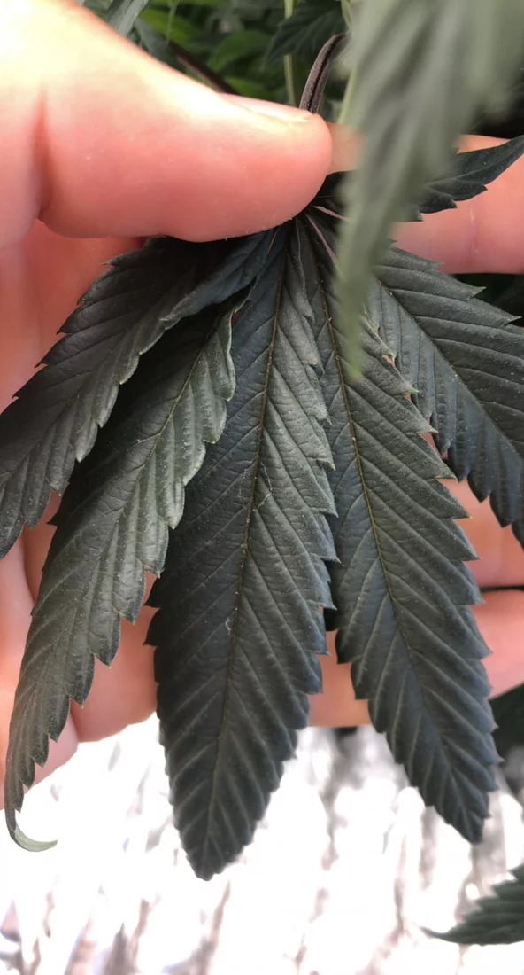 Whats on my leaves 3