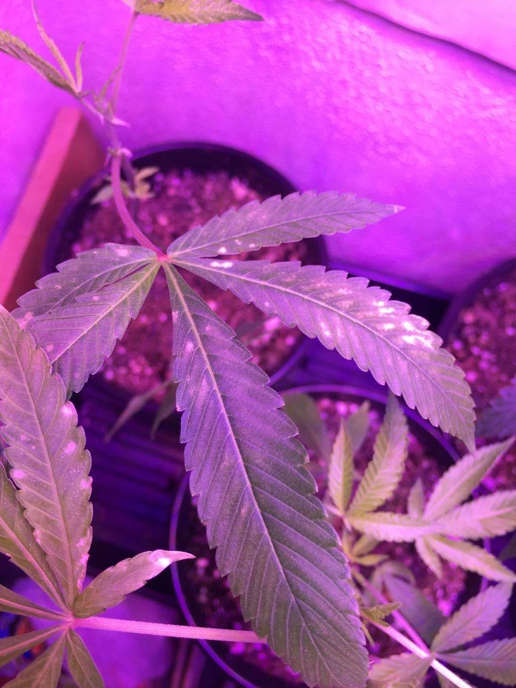 Whats wrong with my plants brown spots on leaves 3