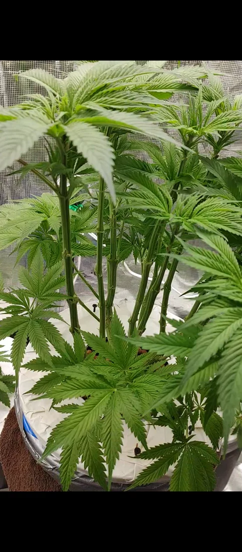 Whats your thoughts on my grow 2