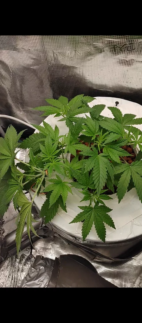 Whats your thoughts on my grow 6