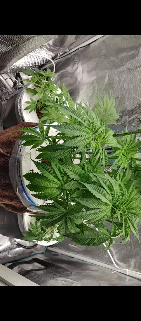 Whats your thoughts on my grow