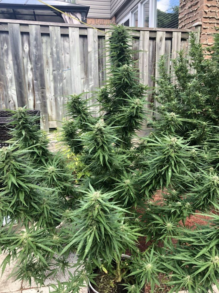 When to harvest please help 6