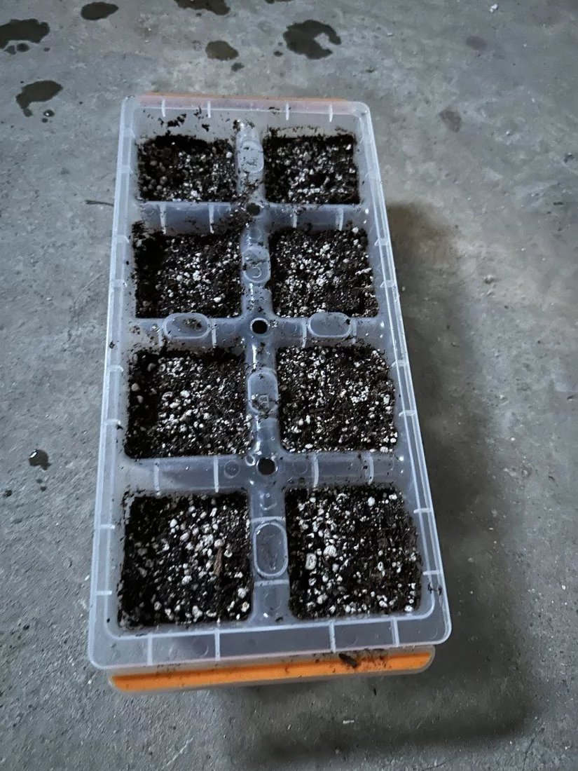 When to move seedlings from seed starter to solo cups