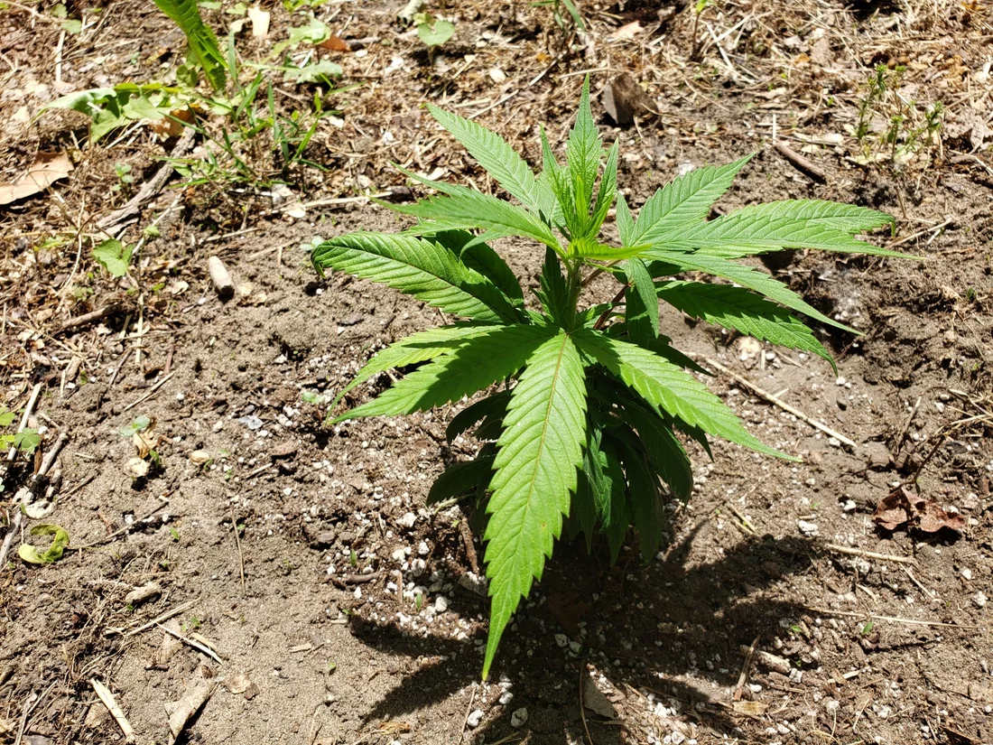When to top blueberry outdoor 2