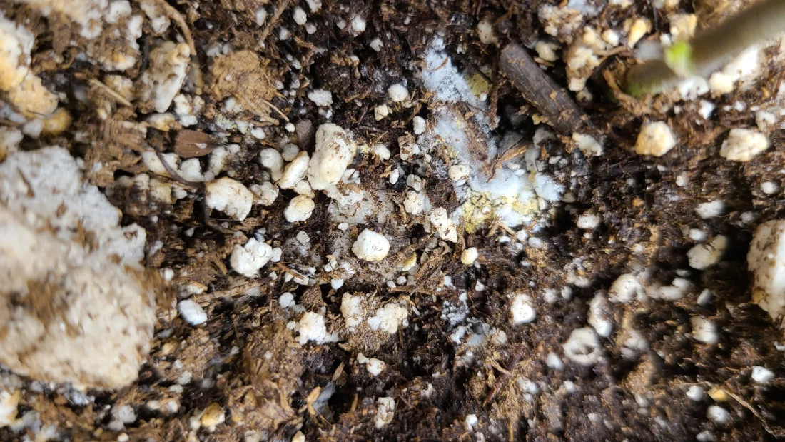 White growth on soilmold mycorrhizae mycelium