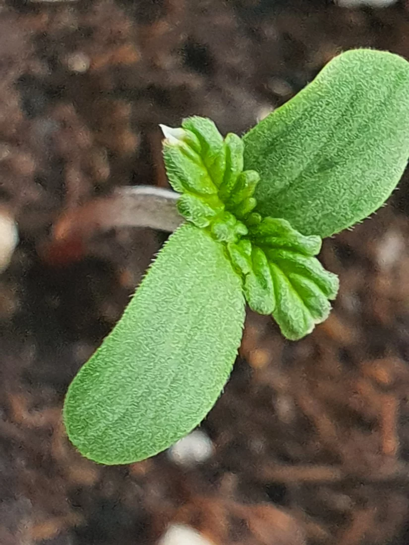 White tips on seedling leaf