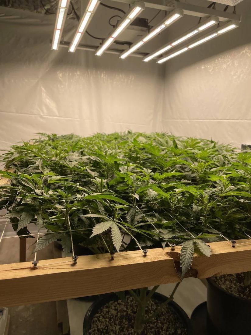 Whos grown wedding cake strain and scrog questions 4