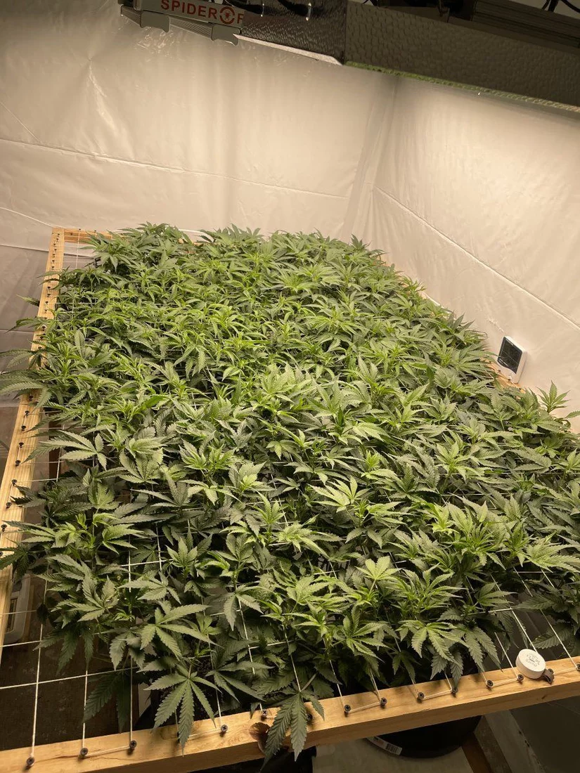 Whos grown wedding cake strain and scrog questions