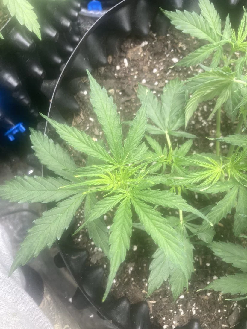 Why are my leaves looking like this 2