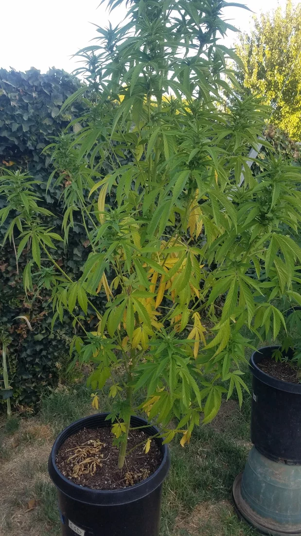 Why are my leaves yellowing 2