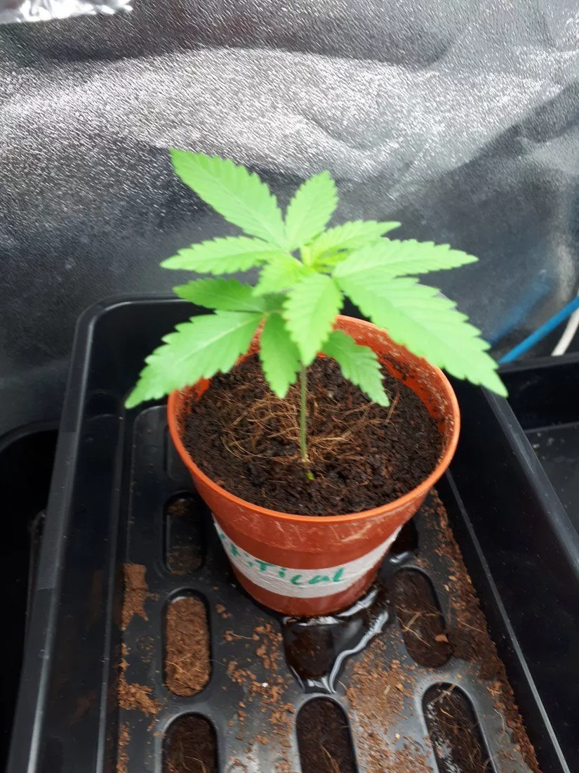 Why do my clones in coco always grow bad 5