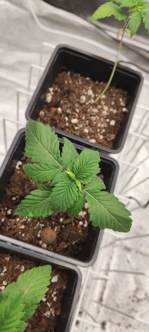 Yellow in new growth help 4