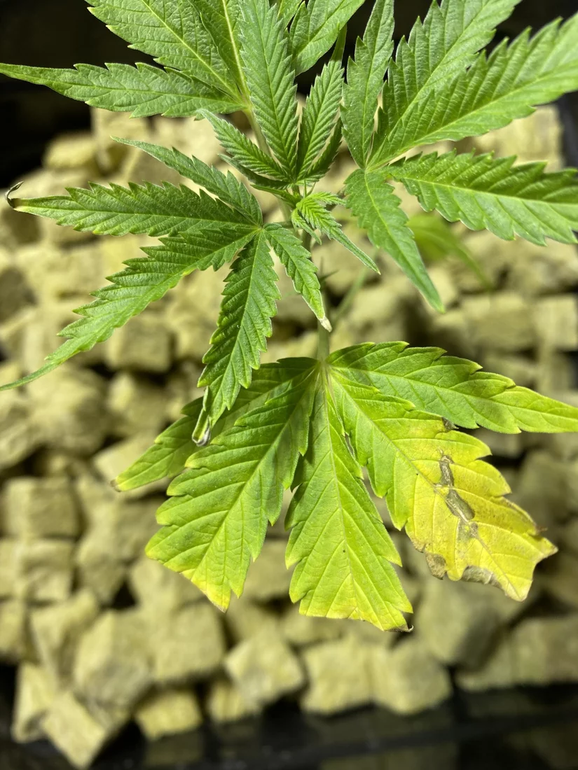 Yellowing on leaves possible overwatering
