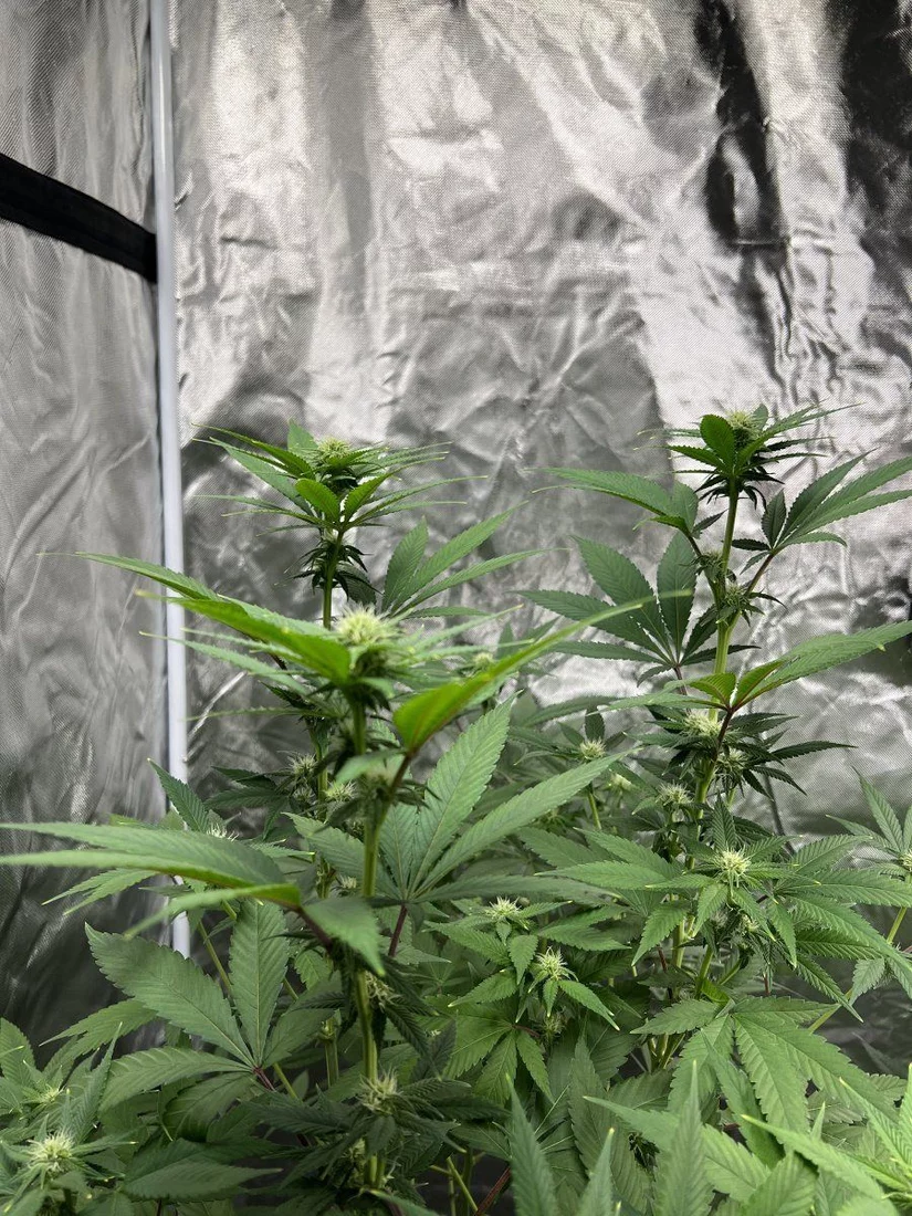 18 days into flower yellowing tips iron deficiency 2