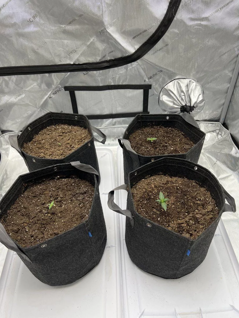 1st grow in 15 years ac infinity 4x4 cloud lab kit with controller 69 4