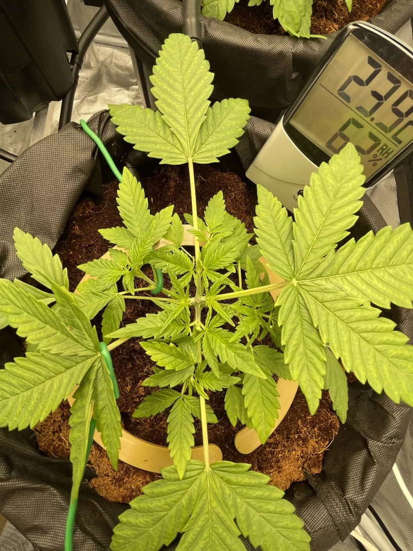 34 days into first ever grow   the story so far 11