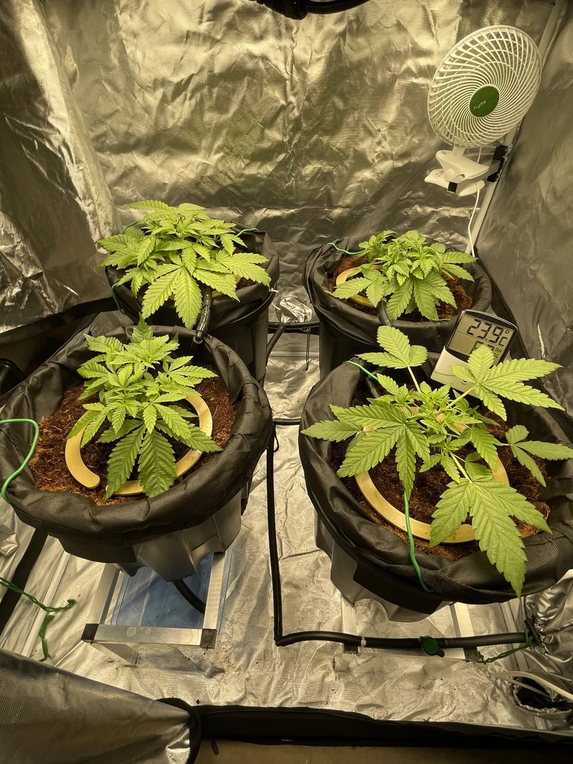 34 days into first ever grow   the story so far 12