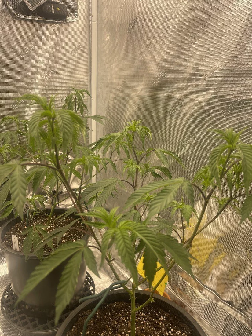 5 weeks into some clones and im having some sort of lockout 2
