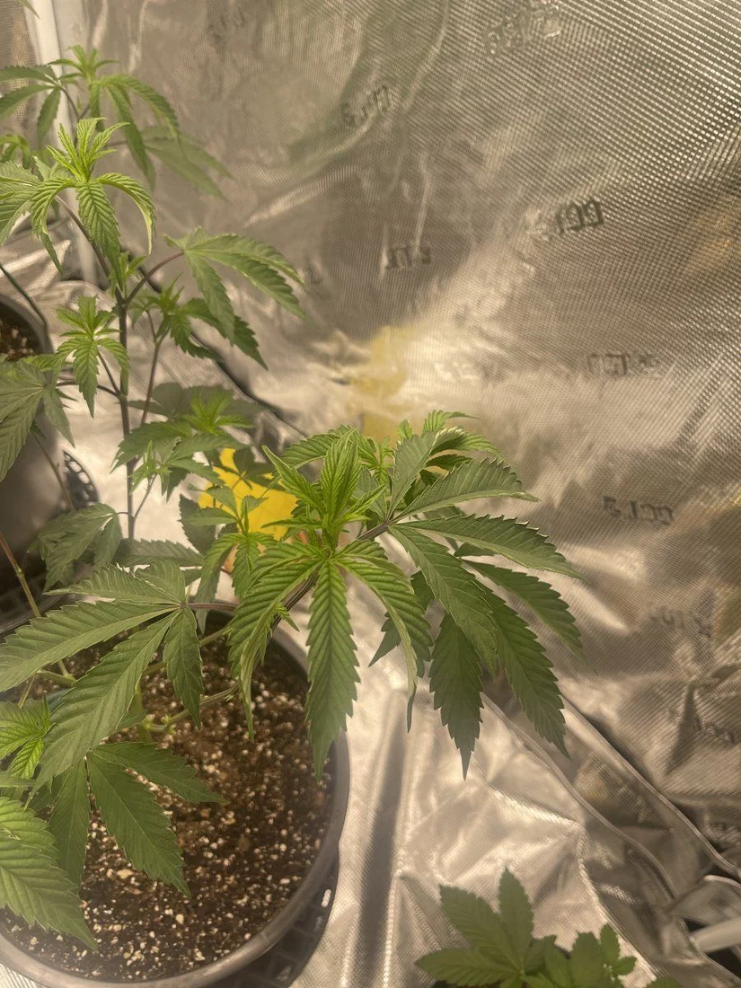 5 weeks into some clones and im having some sort of lockout 3