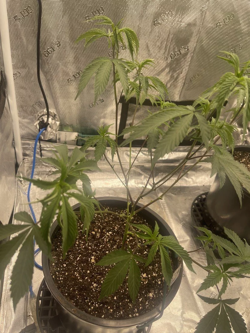 5 weeks into some clones and im having some sort of lockout 4