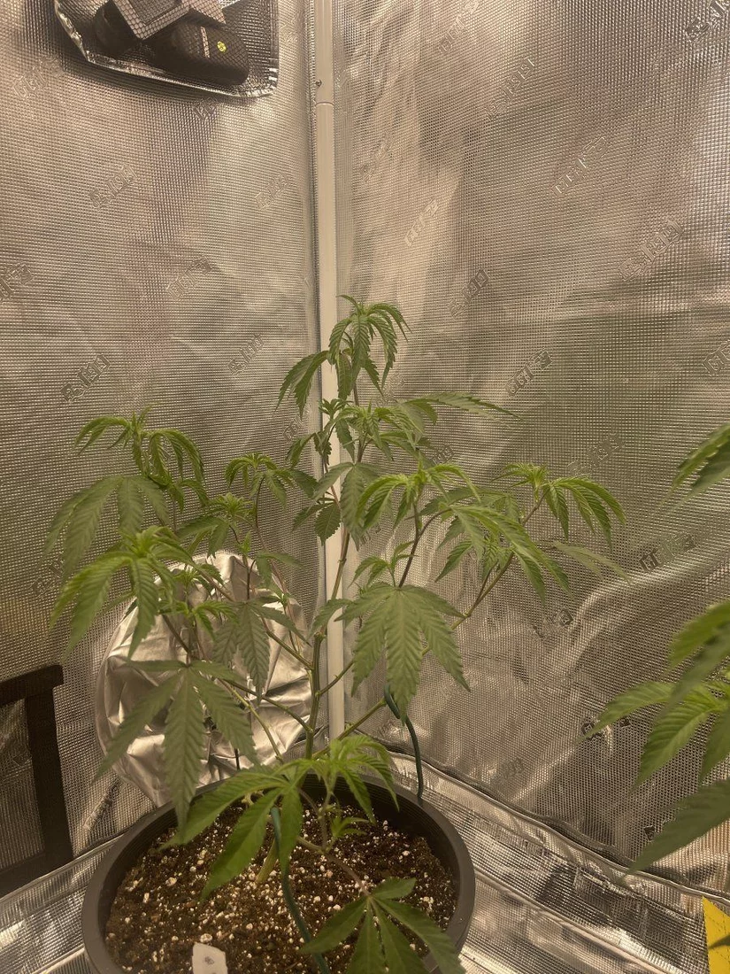 5 weeks into some clones and im having some sort of lockout 5
