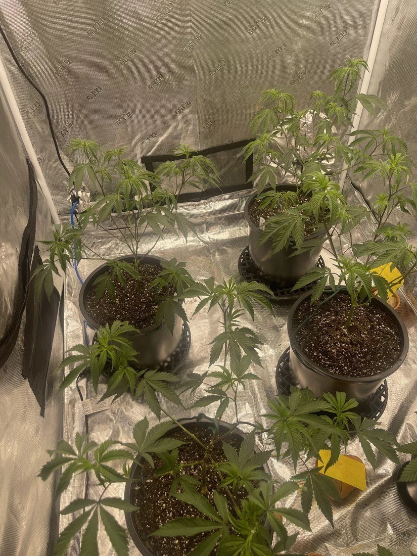 5 weeks into some clones and im having some sort of lockout
