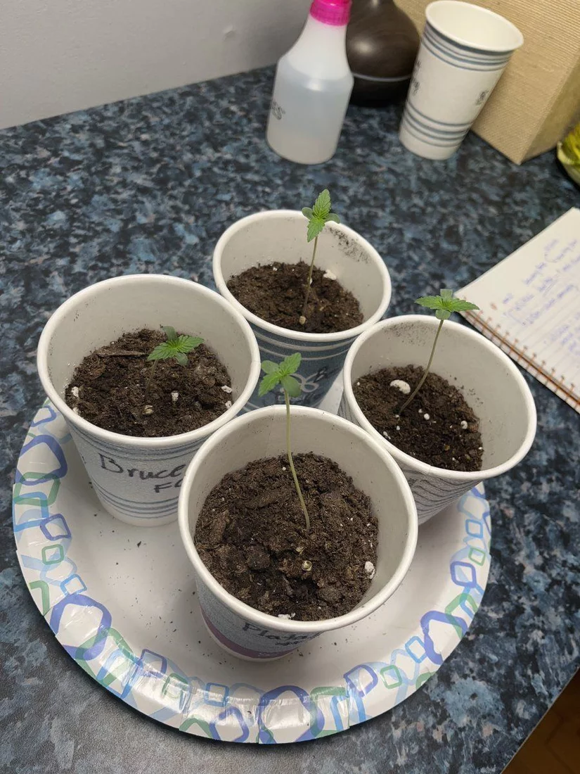 A few questions regarding my first grow 2