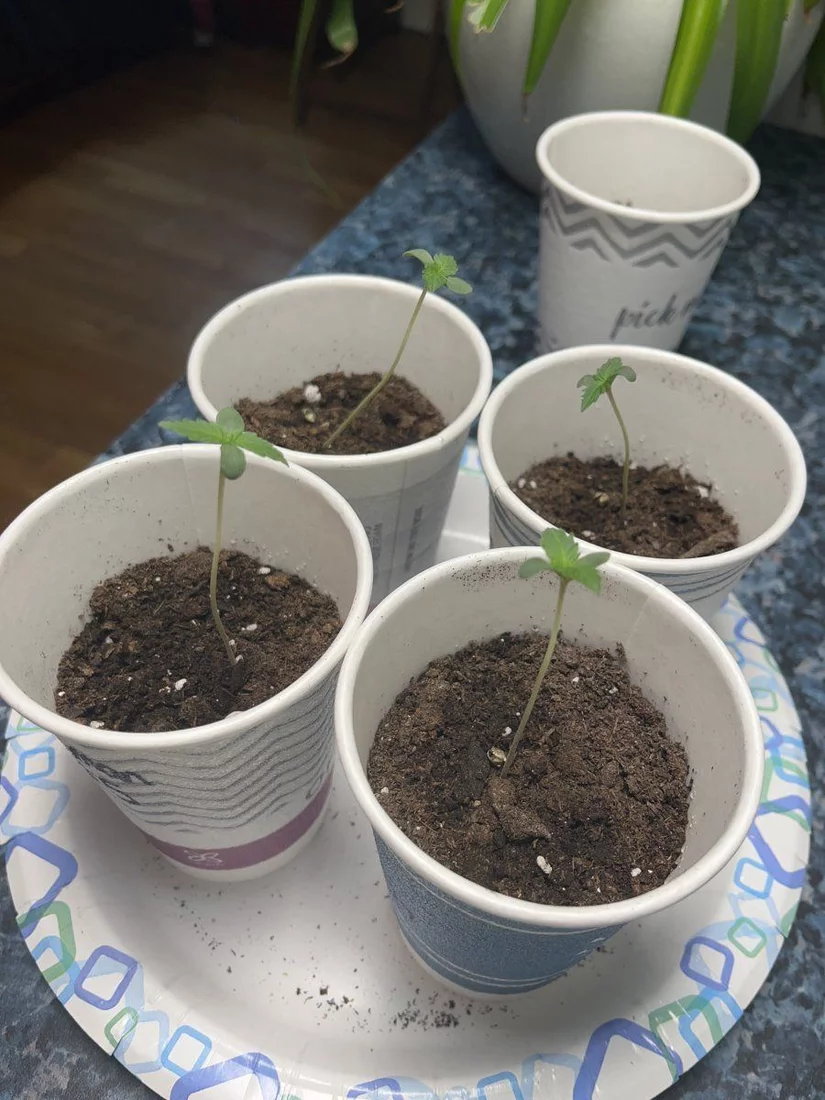 A few questions regarding my first grow