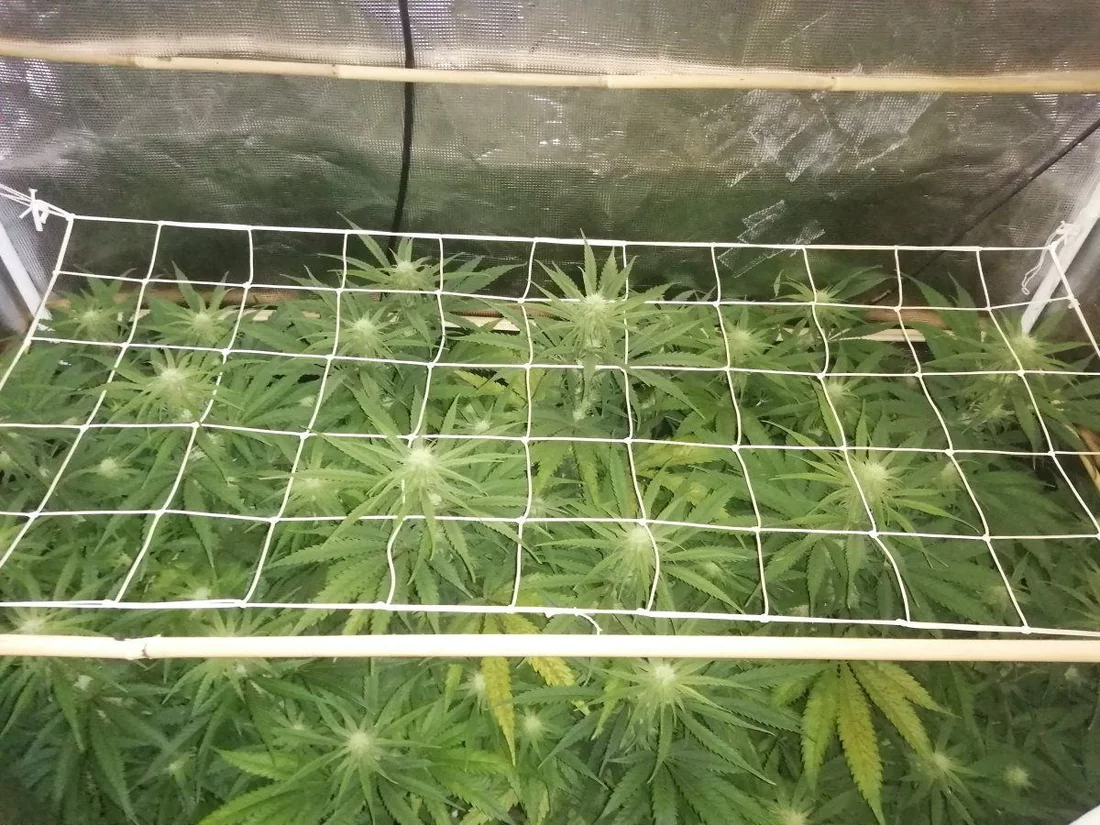 Always get this on my grows 2