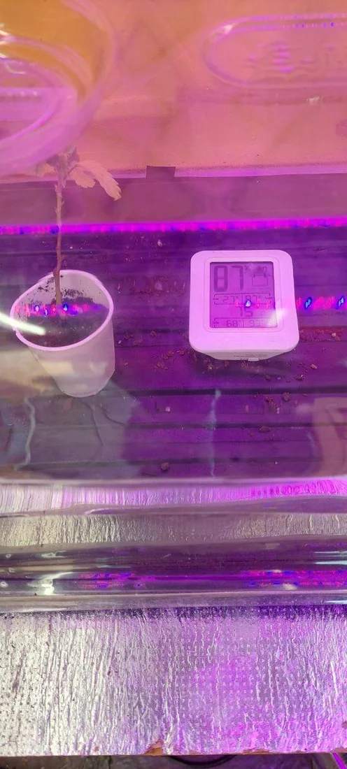 Anyone ever rooted cutting in water 3