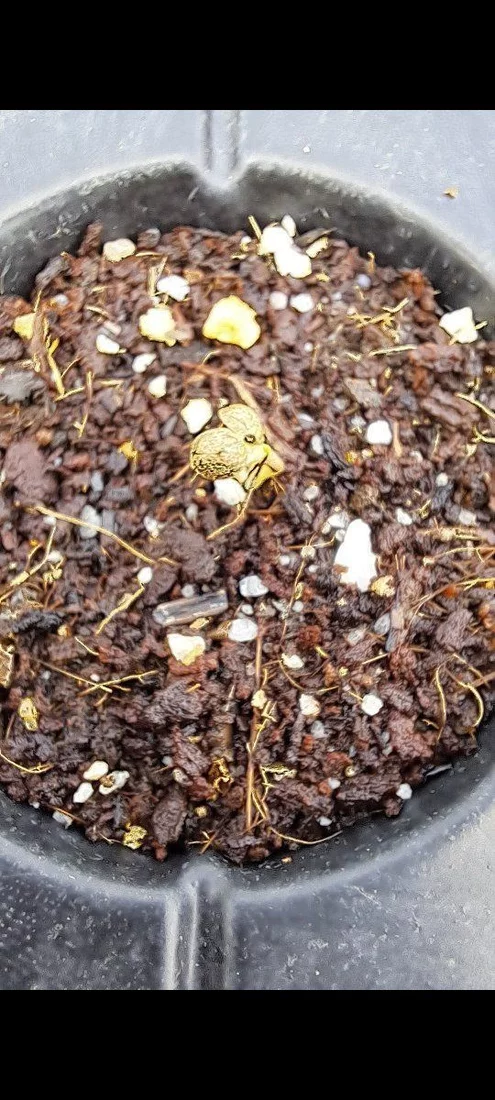 Aquaponics outdoor grow seed to harvest hopefully 4