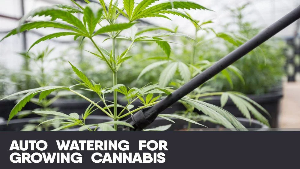 Auto watering growing cannabis