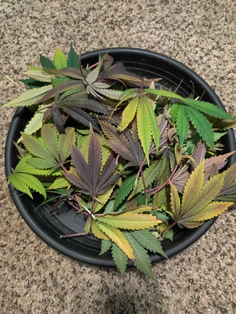 Autumn cannabis colors or what i was doing this morning
