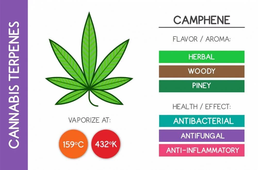 Camphene cannabis terpene chart