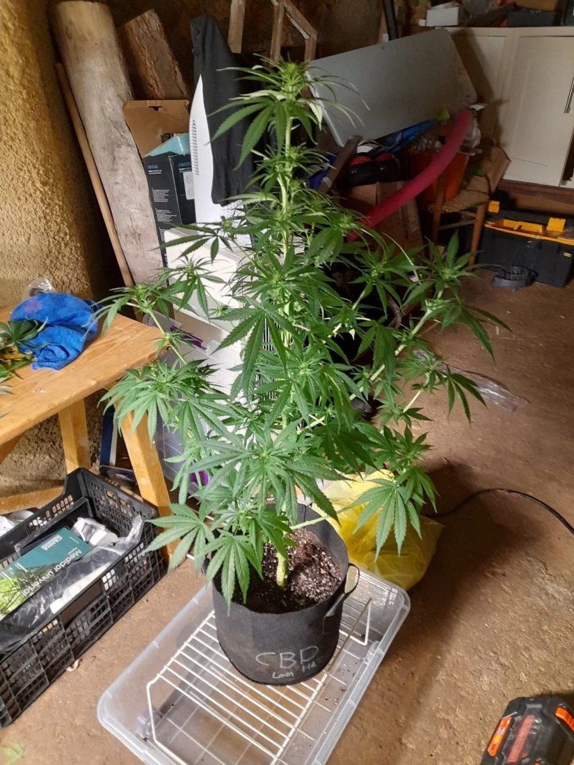 Can anyone help me as to a time frame for harvest